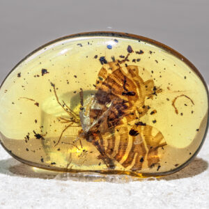 همه چیز درباره کهربا (Amber) ابزارنوین ابزار نوین مجموعه ابزارنوین مجموعه ابزار نوین نوین تولز نوین ابزار novintools.net novintools novin tools novin_jewelry_tools novinjewelrytools