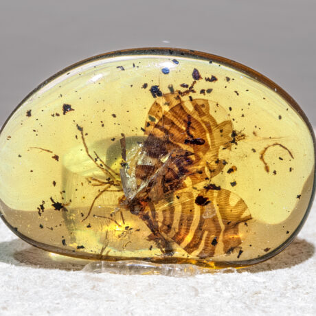همه چیز درباره کهربا (Amber) ابزارنوین ابزار نوین مجموعه ابزارنوین مجموعه ابزار نوین نوین تولز نوین ابزار novintools.net novintools novin tools novin_jewelry_tools novinjewelrytools