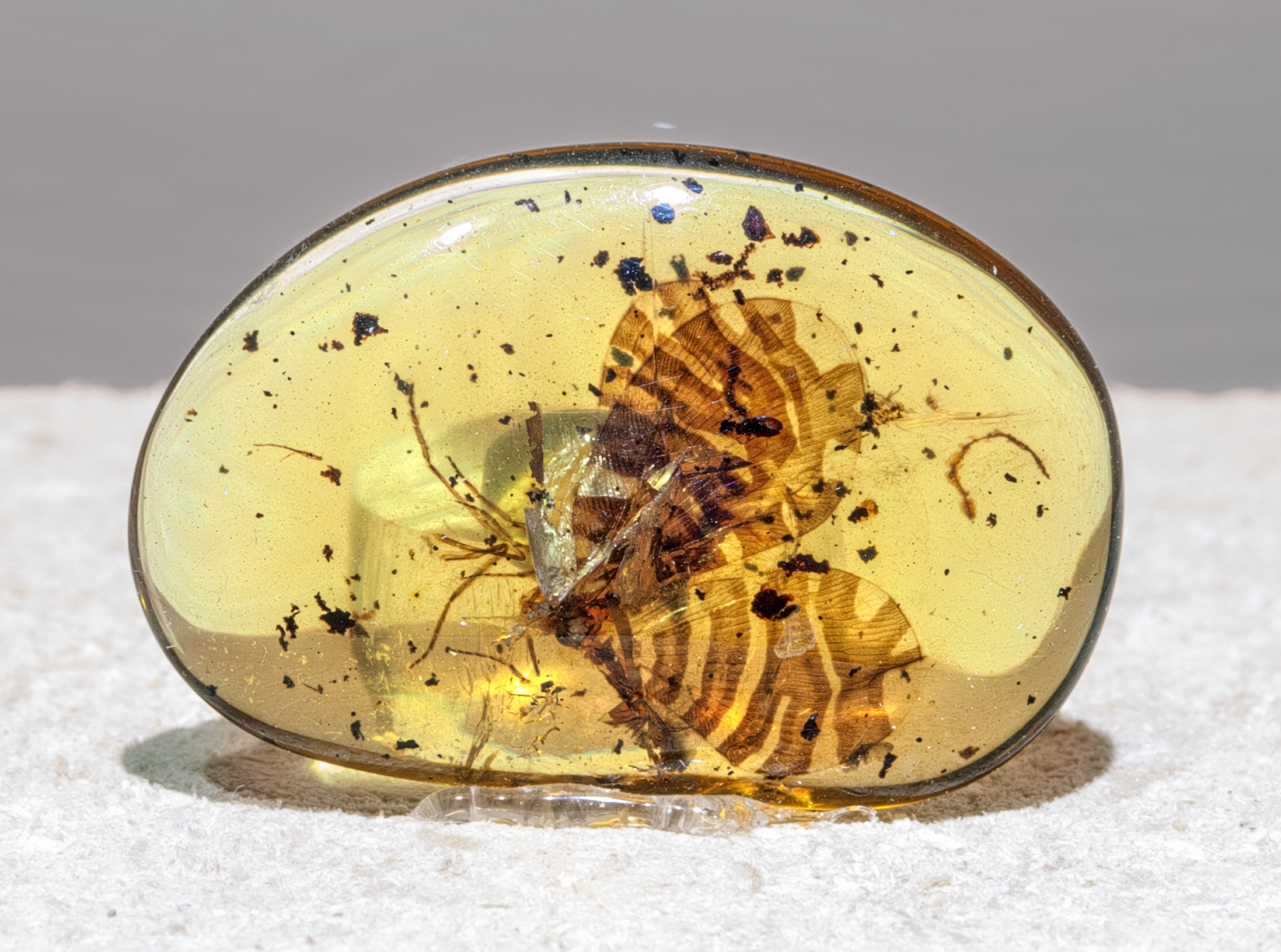 همه چیز درباره کهربا (Amber) ابزارنوین ابزار نوین مجموعه ابزارنوین مجموعه ابزار نوین نوین تولز نوین ابزار novintools.net novintools novin tools novin_jewelry_tools novinjewelrytools